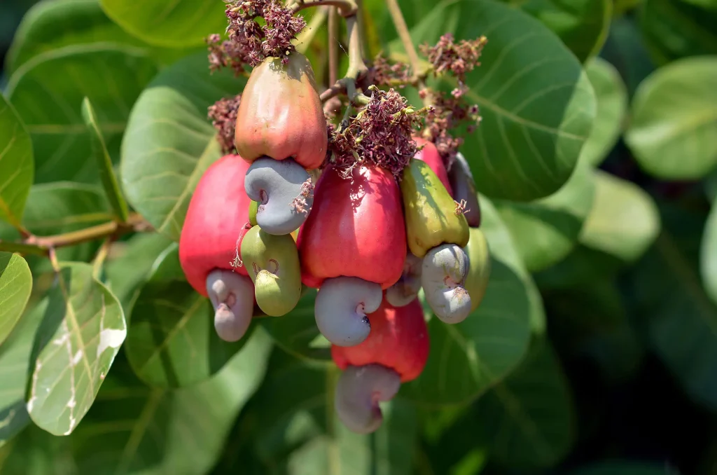 Anacardos Aperimax, uno de los mejores frutos secos