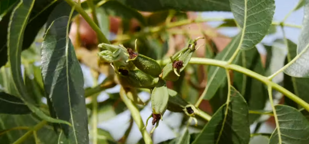 Flor de Nuez Pecana