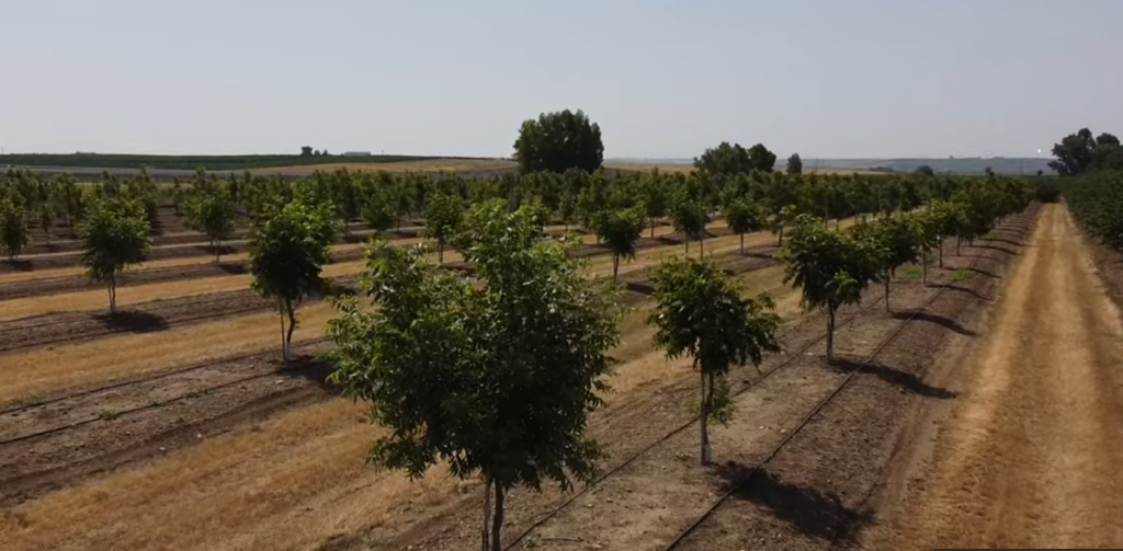 Árbol de Nuez Pecana