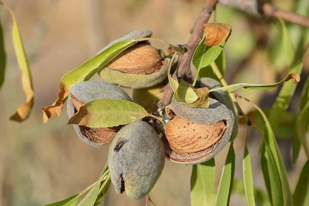 El Snack PerfectoFrutos Secos y Energía