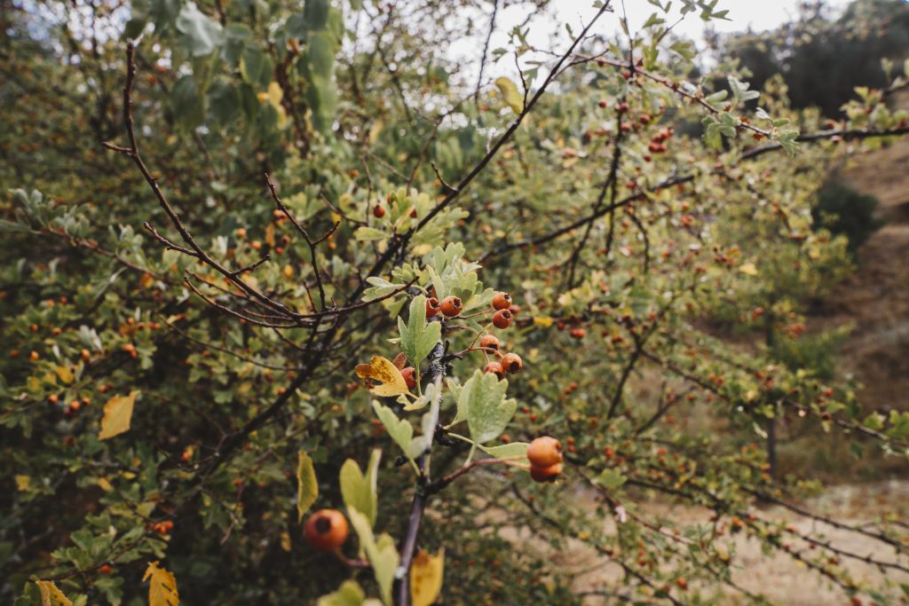 Árbol de frutos secos